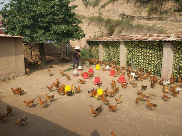 A villager in Shenjialing feeds the chickens she raises. (Photo by Ma Chi/chinadaily.com.cn)