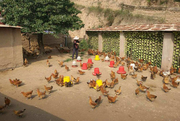A villager in Shenjialing feeds the chickens she raises. (Photo by Ma Chi/chinadaily.com.cn)
