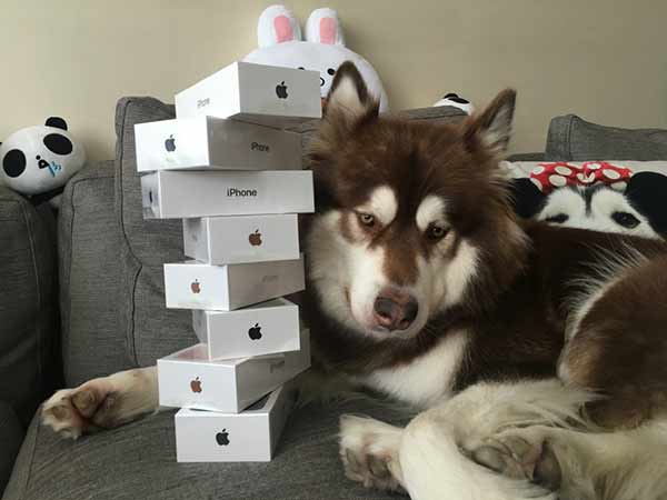 Wang Sicong's dog and stack of iPhone7. (Photo from Sina Weibo)