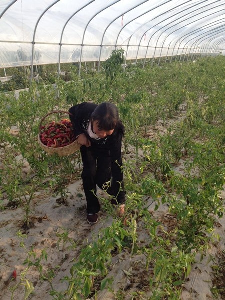 A villager in Zhoujiawan picks red peppers she planted. The film on the grounds plays a big role in keeping the water from evaporating. (Photo provided to chinadaily.com.cn)