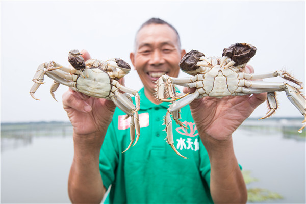 A farmer holds newly harvested crabs at Yangcheng Lake in Suzhou, Jiangsu province, on Friday. Yangcheng Lake hairy crabs, one of China's best bites of autumn, officially hit the market on Friday. The lake is expected to produce about 2,000 metric tons of hairy crabs this year. The price of big crabs will rise by 40 percent because of decreasing output. (Photo:China Daily/Xu Kangping)