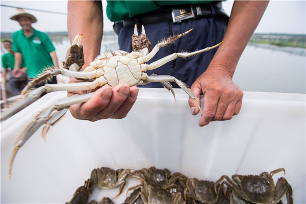 A farmer holds a newly harvested crab at Yangcheng Lake in Suzhou, Jiangsu province, on Friday. (Photo:China Daily/Xu Kangping)