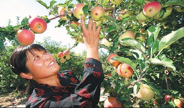 A farmer picks apples at an orchard in the Xinjiang Uygur autonomous region. Wang Tiesuo / China News Service File Photo