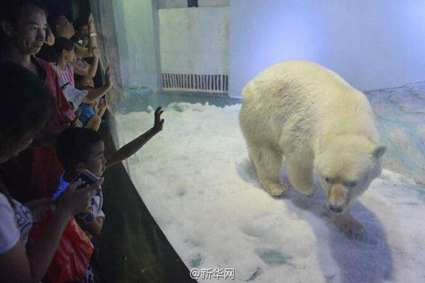 Pizza the polar bear is dubbed the saddest in the world. (Photo/Xinhua)