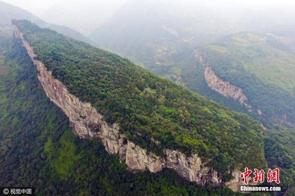 A view of traditional Chinese medicinal herbs on the Tiantai Mountain in Luzhou City, Southwest China��s Sichuan Province. Liu in his sixties has been growing two hectares of medicinal herbs on the previously barren mountain for 30 years. (Photo/CFP)