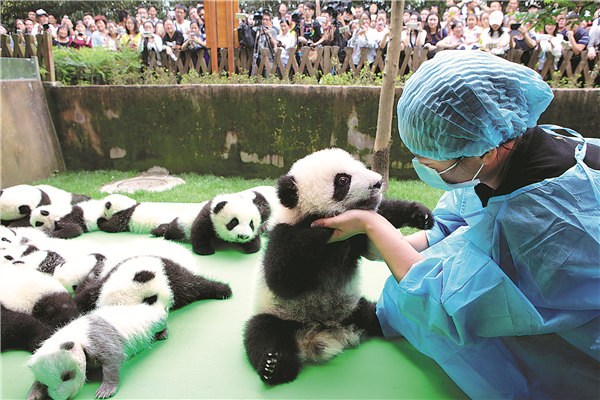 About 23 giant pandas born in 2016 are seen on a display at the Chengdu Research Base of Giant Panda Breeding on Thursday in Chengdu, Sichuan province. She Yi / For China Daily