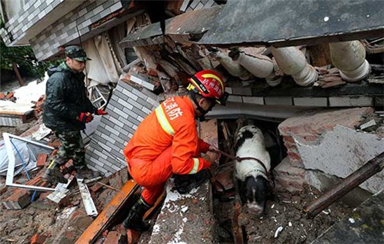 Rescuers and a sniffer dog search for survivors at the landslide site in Suichang county, Zhejiang province, on Thursday.(Lin Yunling/For China Daily)