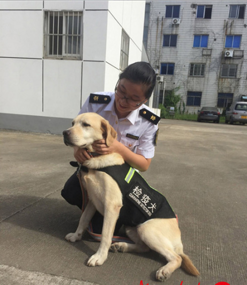 Quarantine dog Daxiong has retired after working for eight years in the Department of Inspection and Quarantine at Nanjing's airport. He has been adopted by Ms. Zhi, a resident of Yancheng city in East China's Jiangsu province. (Photo/www.yangtse.com)