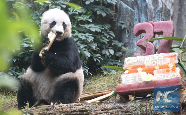 Female giant panda Jia Jia celebrated her 37th birthday at the Ocean Park in Hong Kong, south China, July 28, 2015. (Photo/Xinhua)