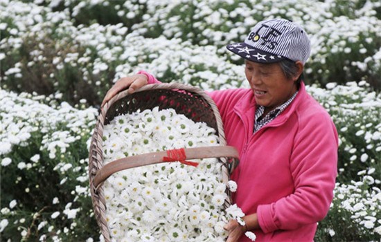 A farmer harvests chrysanthemum flowers in Xiuning, Anhui province, on Friday. Many farmers have increased their incomes by growing the flowers, which are used in herbal medicine. (Photo/China Daily)