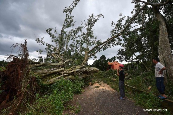 A tree is blown down at Dalu Township of Qionghai, south China's Hainan Province, Oct. 19, 2016. (Photo/Xinhua)