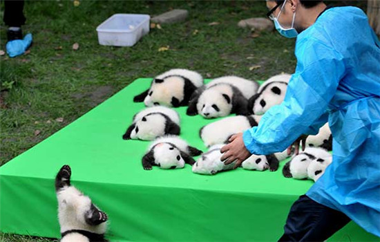 A staff worker runs to the rescue of a panda cub falling off a platform at the Chengdu Research Base of Giant Panda Breeding in September. Twenty-three cubs born this year met the public. (Photo by Zhang Lei/China Daily)