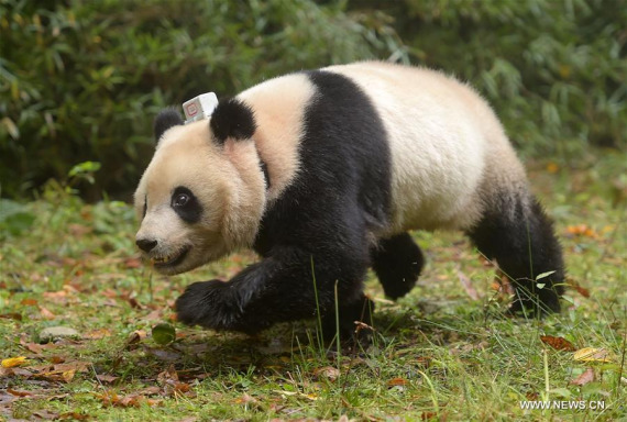 Giant panda Zhang Meng is released into the wild at Liziping Nature Reserve in Ya'an, southwest China's Sichuan Province, Oct. 20, 2016. (Photo: Xinhua/Xue Yubin)