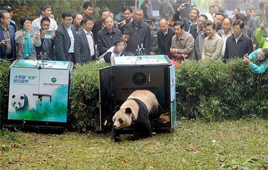 Hua Yan, a female giant panda, is released into the wild in Shimian county, Sichuan province, on Thursday. (Photo by He Haiyang/For China Daily)