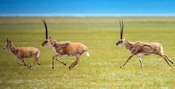 Tibetan antelopes cross grasslands at Nagqu prefecture in the Tibet autonomous region. The species' population has risen to 250,000, leading to a downgrading of its level of protection. (Photo/Xinhua)