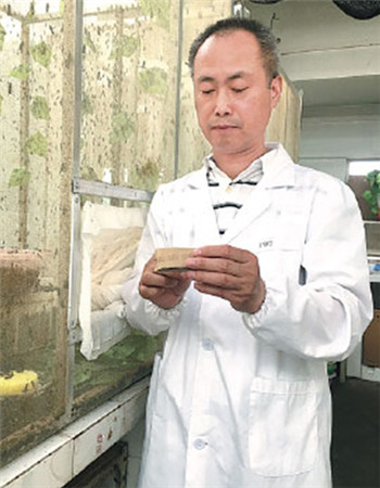 Professor Zhang Jibin at work in his laboratory at Huazhong Agricultural University in Wuhan. (Photo by Liu Kun/China Daily)