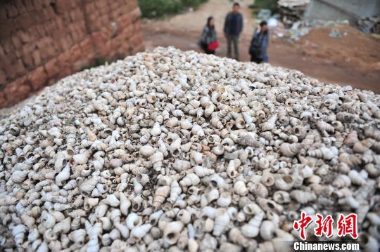 Piles of snail shells are dug out at the site in Yuxi. (Photo/China News Service)