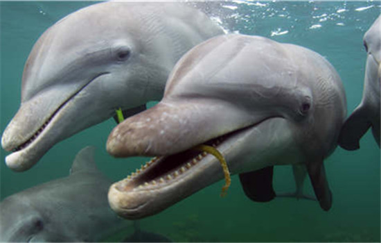 DolphinsSpy in the Pod is among the nature films screened at the ongoing Earthland Wildscreen Film Festival. (Photos provided to China Daily)