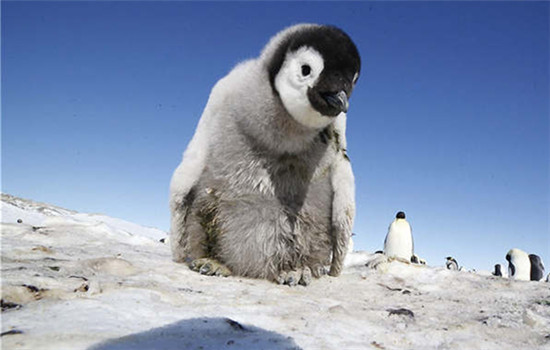 Penguins: Spy in the Huddle is among the nature films screened at the ongoing Earthland Wildscreen Film Festival.