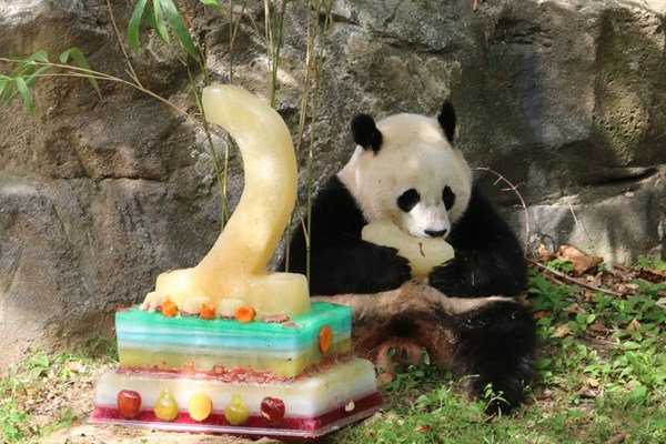 Giant panda Bao Bao celebrates her two-year birthday at the Smithsonian's National Zoo in Washington on Aug 23, 2015 amid a large crowd of fans. The birthday party came just a day after Bao Bao's mom, Mei Xiang, gave birth to two cubs at the zoo on Saturday. Bao Bao will leave for China in 2017. (Photo/China Daily) 