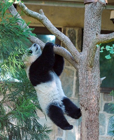 Giant panda Bei Bei his one-year birthday at the Smithsonian's National Zoo in Washington on Aug. 20, 2016. (Photo/Xinhua)
