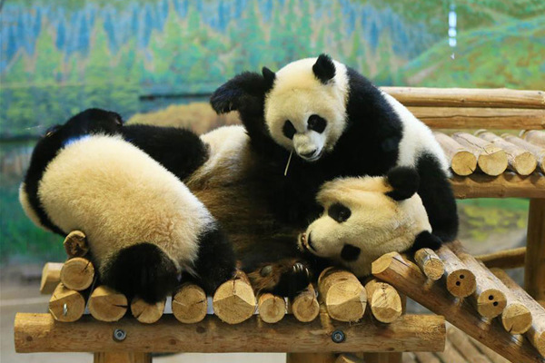 Panda cubs Jia Yueyue and Jia Panpan play with their mother Er Shun at the decorated birthday party room at the Toronto Zoo in Toronto, Canada, Oct. 13, 2016. (Photo/Xinhua)