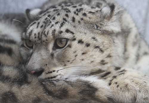 A snow leopard is pictured at a zoo in Jinan, Shandong province.(Ju Chuanjiang/China Daily)