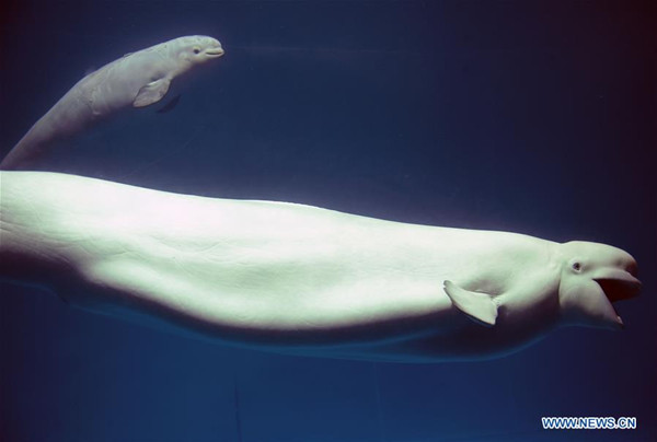 A beluga swims with her baby at Changsha Sea World in Changsha, capital of central China's Hunan Province, Nov. 20, 2016. A female beluga, imported from Russia with her mate in 2010 and housed at the Changsha Sea World for display, successfully gave birth to a baby on Sept. 22. It is rare that a beluga baby is born and survives in artificial breeding. The 2-month-old baby now is roughly 100kg in weight and 1.7 meters in length. (Xinhua/Li Ga)