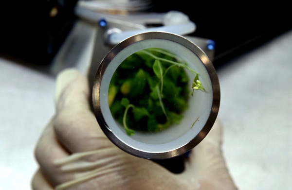 A sample of the thale cress that returned to Earth along with the astronauts in the Shenzhou XI reentry capsule. (Photo: Xinhua /Jin Liwang)