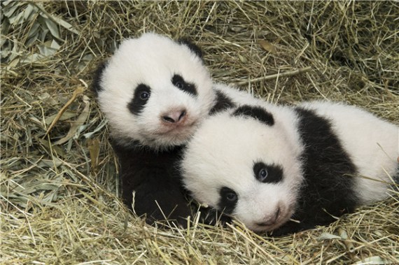 Photo taken on Nov 6, 2016 shows twin panda cubs Fu Feng (Left) and Fu Ban who were born at the Schoenbrunn Zoo, Austria, on Aug 7. (Photo/Xinhua)