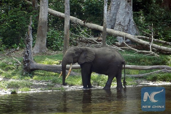 This file picture taken on May 22, 2012 in the Waly Bai area of the Nouabale Ndoki national park, in northern Republic of Congo shows an elephant getting out of the water. Wildlife numbers have plunged by more than half in just 40 years as Earth's human population has nearly doubled, a WWF's survey of over 3,000 vertebrate species revealed on September 30, 2014.(AFP PHOTO/ LAUDES MARTIAL MBON)