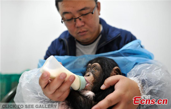 A 6-month-old female chimp is fed at Taiyuan Zoo in Shanxi province earlier this month. She was abandoned by her mother soon after she was born in May. (Photo by Wei Liang / China News Service)