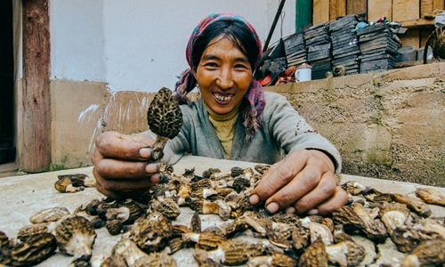 Yang Xiuchuan, one of the beneficiaries of Oxfam Hong Kong's microcredit program, shows her homegrown edible fungus in her village in Lijiang, Yunnan Province. (Photo/Oxfam Hong Kong)