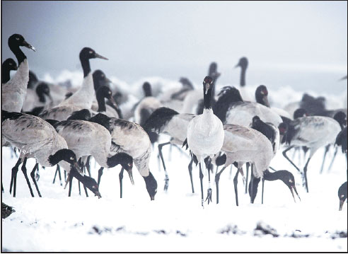 Black-necked cranes return to their winter habitat at wetland in Dashanbao Nature Reserve in Yunnan province.Hu Chao / Xinhua