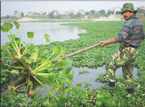 Invasive plants have become a threat to conservation of the Yangtze River wetland.Wei Baoyu / For China Daily