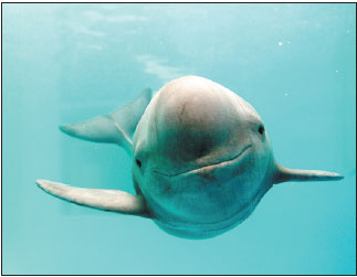 A captive Yangtze finless porpoise at the Institute of Hydrobiology at the Chinese Academy of Sciences in Wuhan, Hubei province.Kent Truog / For China Daily