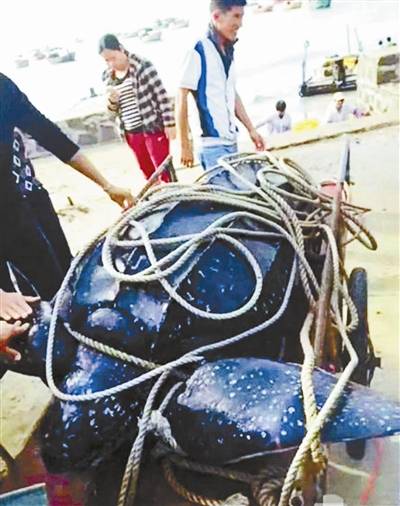 A giant leatherback turtle is trussed and tied to a trolley in Zhanjiang city of Guangdong Province on Tuesday, December 6, 2016. (Photo/Beijing Youth Daily)