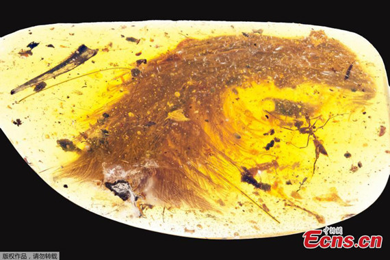 A chunk of amber - fossilized resin - spotted by a Chinese scientist in a market in Myitkyina, Myanmar, last year shows the tip of a preserved dinosaur tail section in this image released by the Royal Saskatchewan Museum in Canada on December 8, 2016. (Photo/Agencies)