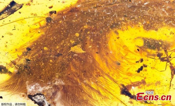 A chunk of amber - fossilized resin - spotted by a Chinese scientist in a market in Myitkyina, Myanmar, last year shows the tip of a preserved dinosaur tail section in this image released by the Royal Saskatchewan Museum in Canada on December 8, 2016. (Photo/Agencies)