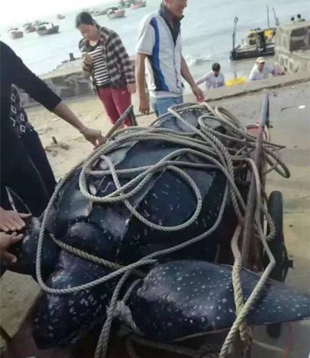 Pictured is the more than 200-kilogram leatherback sea turtle before it was slaughtered in Zhanjiang, Guangdong Province on Tuesday. (Photo/Screenshot)