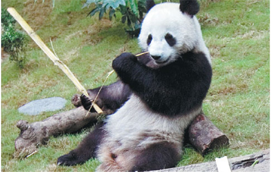 Ying Ying: born free in 2005 Age: 11  Sex: female Weight: 100 kg  Age when brought to Hong Kong: 2  Distinguishing feature: eyes shaped like the number 8  Likes: sleeping in tree tops, doing a balancing act, walking on branches and bending backwards.