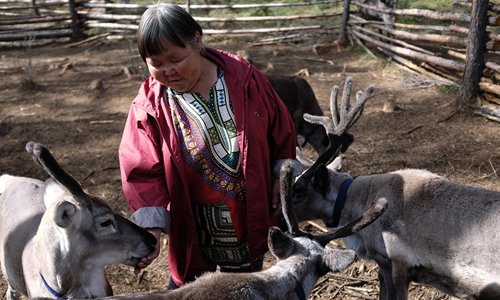 Liuxia feeds reindeer in the family's mountain home. (Photo/GT)
