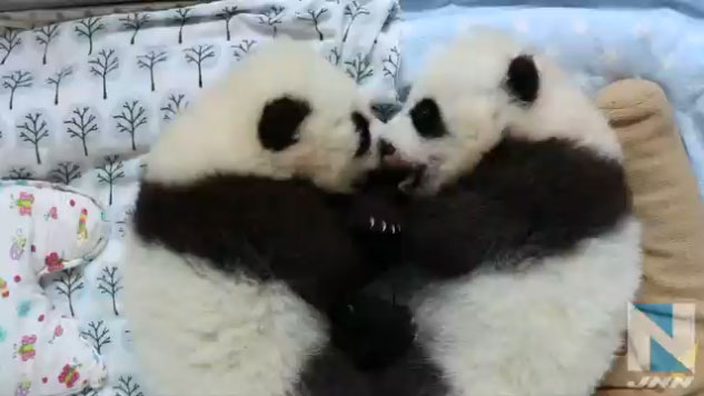 Panda cubs Ya Lun and Xi Lun (Photo/chinadaily.com.cn)