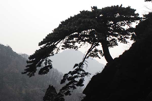 The famous yingkesong tree is pictured on Mount Tai in Shandong province.Provided To China Daily