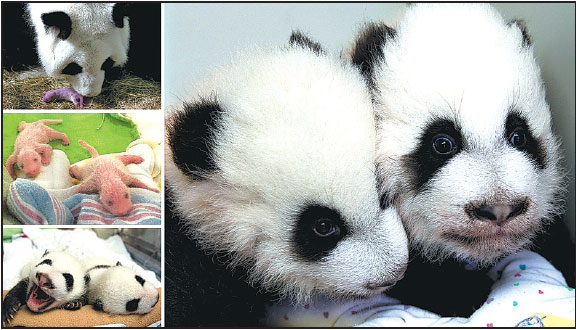 Right: Giant panda twins born in the United States are named Ya Lun (left) and Xi Lun at their 100-day celebration on Monday at Zoo Atlanta. Their mother Lun Lun, from top left, checks the twins on Sept 3 after their birth. By Sept 9, they have started to grow hair, and by Oct 10 they have begun to look more like their current selves.Provided By Zoo Atlanta