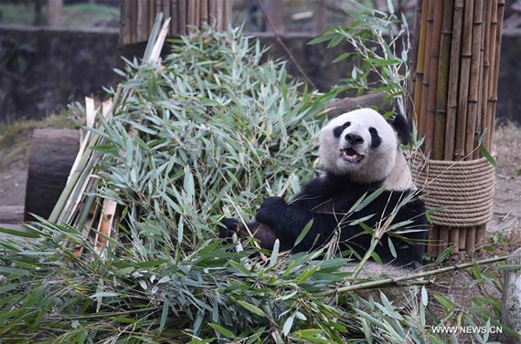 Photo taken on Dec. 21, 2016 shows aged giant panda Ying Ying at the Dujiangyan Base of China Conservation and Research Center for the Giant Panda in southwest China's Sichuan Province. (Photo: Xinhua/Xue Yubin)