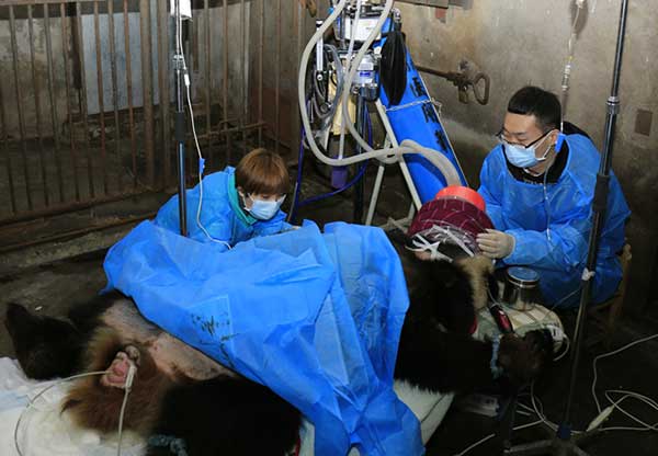 Nan Nan, a female giant panda, undergoes surgery on Dec 3 for an intestinal blockage at the Chengdu Research Base of Giant Panda Breeding, Sichuan province.(Zhang Zhihe for China Daily)