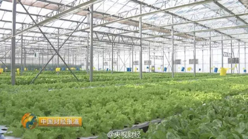 Guo Lei's greenhouse in Dongxingxing, Shandong province. (Photo/Official Weibo of CCTV-2)
