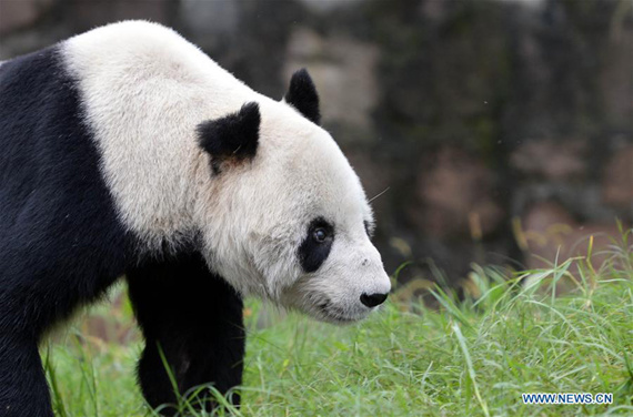 Photo taken on Sept. 21, 2015 shows Pan Pan at the Dujiangyan base of the China Conservation and Research Center for Giant Panda in southwest China's Sichuan Province. Pan Pan, the world's oldest male panda, died at 31 in southwest China's Sichuan Province Wednesday morning.(Xinhua/Xue Yubin)