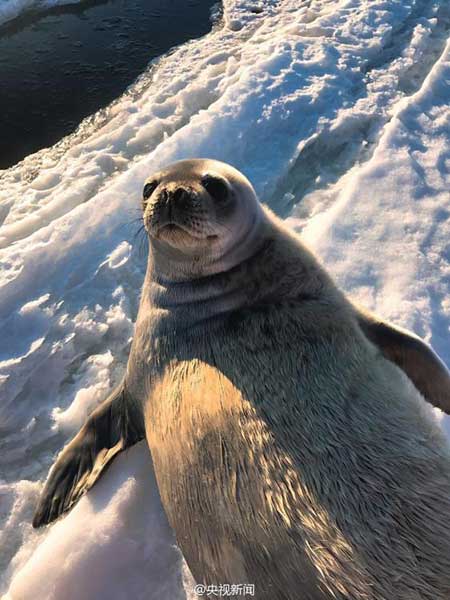 A seal "pose" for photos at China's Zhongshan Station in Antarctica, Dec 6, 2016. Several seals approached the research station recently. (Photo from Sina Weibo account of CCTV news)